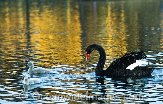 Black Swan and cygnets photo