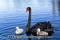 Black Swan and cygnets Photo - Gary Bell