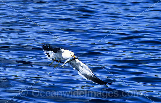 Pacific Gull Larus pacificus photo