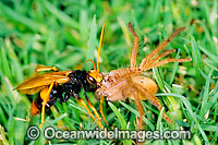 Mud wasp with spider Photo - Gary Bell