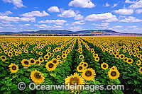 Sunflowers Photo - Gary Bell