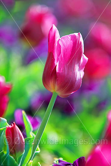 Tulip Flower Canberra photo