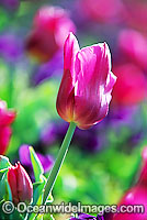 Tulip Flower Canberra Photo - Gary Bell