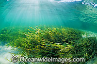 Seagrass Heterozostera tasmanica Photo - Gary Bell