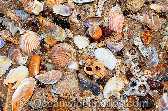 Sea Shells and Coral photo