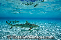 Blacktip Reef Shark Photo - Gary Bell