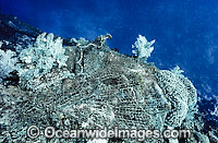 Fishing net on reef Photo - Gary Bell