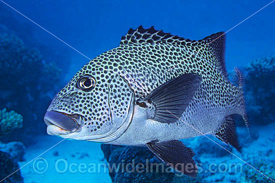 Many-spotted Sweetlips photo