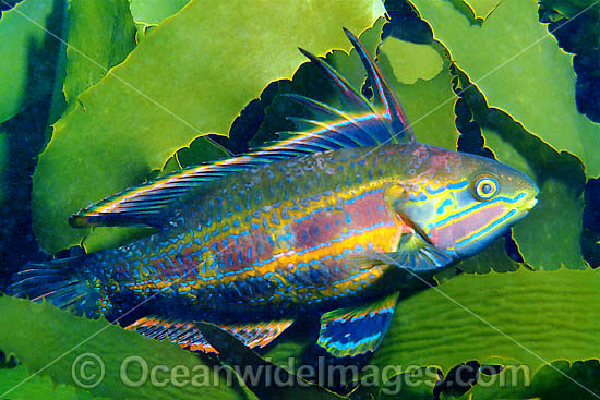Rainbow Cale Odax acroptilus photo