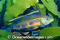 Rainbow Cale Odax acroptilus Photo - Gary Bell