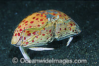 Box Crab Calappa calappa Photo - Gary Bell