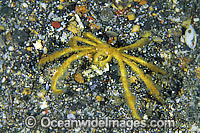 Spider Crab Achaeus japonicus Photo - Gary Bell