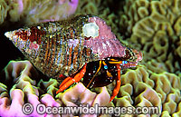 Hermit Crab Calcinus morgani Photo - Gary Bell