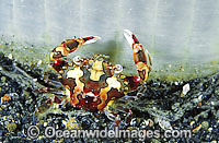 Harlequin Crab Lissocarcinus laevis Photo - Gary Bell