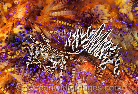 Zebra Urchin Crab Zebrida adamsii photo
