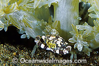 Harlequin Crab Lissocarcinus laevis Photo - Gary Bell