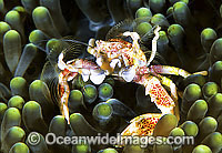 Spotted Porcelain Crab Photo - Gary Bell