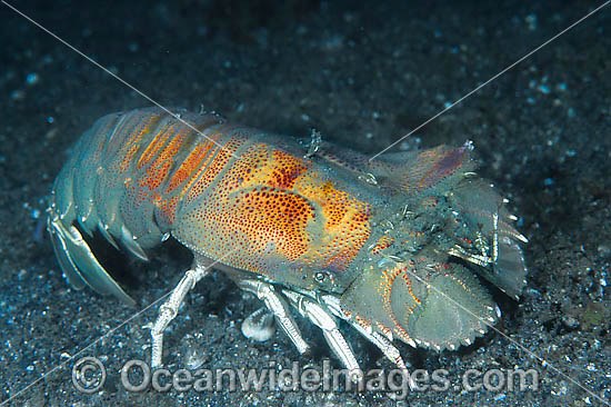 Slipper Lobster photo