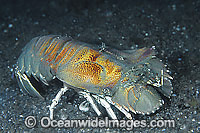 Slipper Lobster Photo - Gary Bell