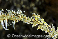 Commensal Spider Crab Xenocarcinus tuberculatus Photo - Gary Bell