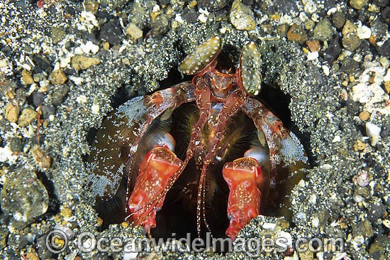 Mantis Shrimp Lysiosquillina lisa in burrow photo
