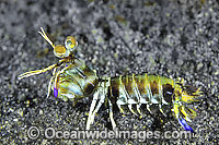 Mantis Shrimp Odontodactylus latirostris Photo - Gary Bell