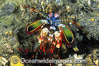 Mantis Shrimp with eggs Photo - Gary Bell