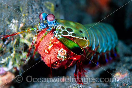 Mantis Shrimp with eggs photo