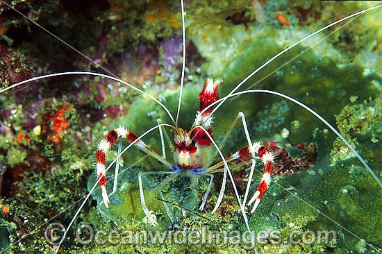 Banded Coral Cleaner Shrimp Stenopus hispidus photo