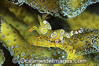 Commensal Ambonian Shrimp Photo - Gary Bell