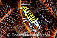 Commensal Crinoid Shrimp on Crinoid Photo - Gary Bell