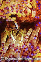 Shrimp on Stinging Fire Urchin Photo - Gary Bell