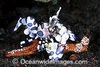 Harlequin Shrimp feeding on sea star Photo - Gary Bell