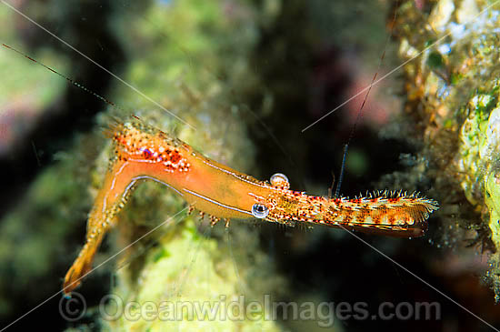 Palaemonid Shrimp Leander plumosus photo