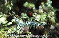 Ghost Shrimp Heteropenaeus longimanus Photo - Gary Bell