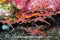 Hingebeak Shrimp Rhynchocinetes durbanensis Photo - Gary Bell