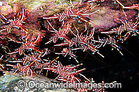 Hingebeak Shrimp Photo - Gary Bell