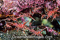Hingebeak Shrimp Rhynchocinetes durbanensis Photo - Gary Bell