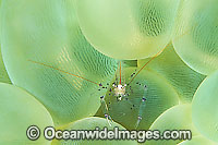 Commensal Shrimp on Bubble Coral Photo - Gary Bell