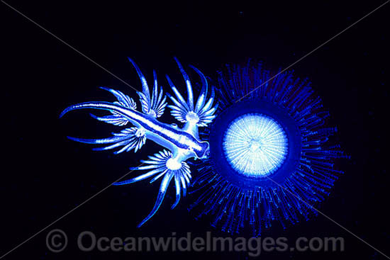 Blue Dragon Nudibranch