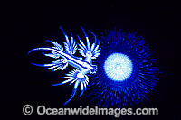 Nudibranch feeding on Porpita Photo - Gary Bell