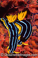 Nudibranch Chromodoris kuiteri Photo - Gary Bell