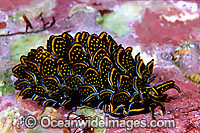 Many-petalled Nudibranch Cyerce nigricans Photo - Gary Bell