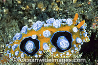 Nudibranch Phyllidia ocellata Photo - Gary Bell
