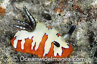 Nudibranch Chromodoris fidelis Photo - Gary Bell