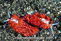 Nudibranch Favorinus tsuruganus Photo - Gary Bell
