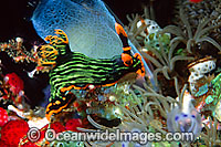 Nudibranch Nembrotha kubaryana Photo - Gary Bell
