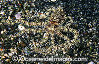 White V Octopus blending Photo - Gary Bell
