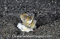 Octopus mimicking Jawfish Photo - Gary Bell