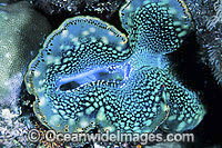 Giant Clam Tridacna sp. Photo - Gary Bell